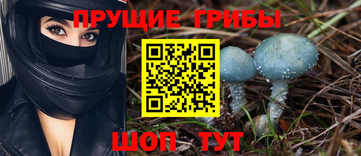 Псилоцибиновые грибы Psilocybine cubensis Сальск